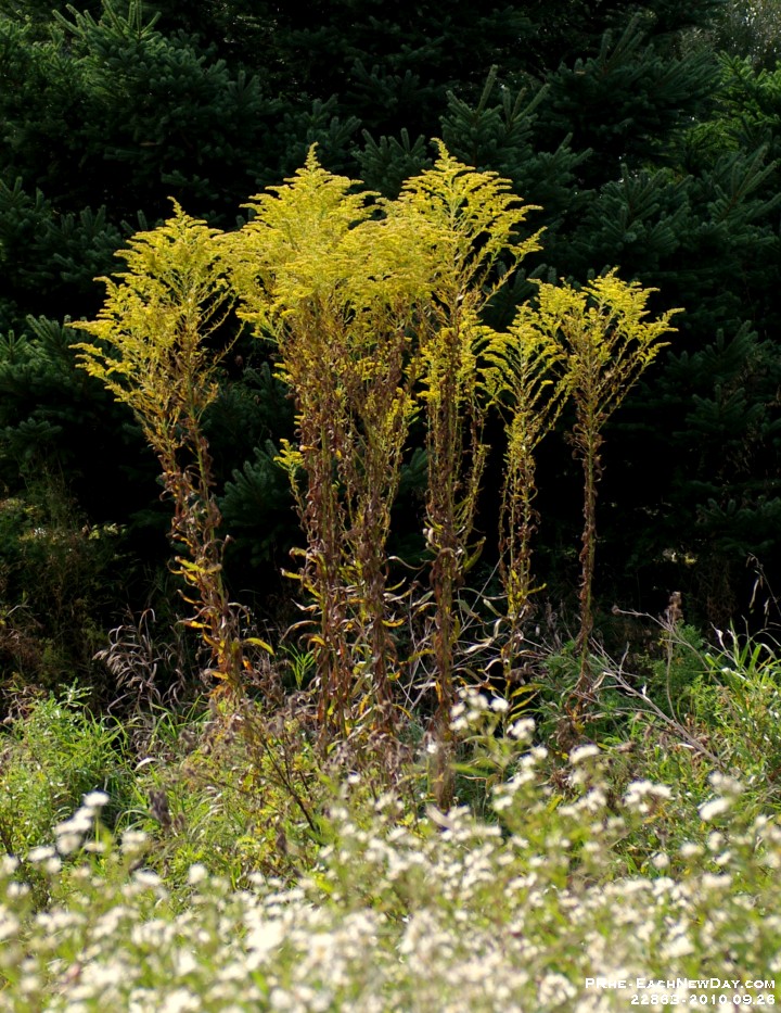 22863CrLe - Photo Expedition with Julia at Rotary Park - Her Father's Day gift to me